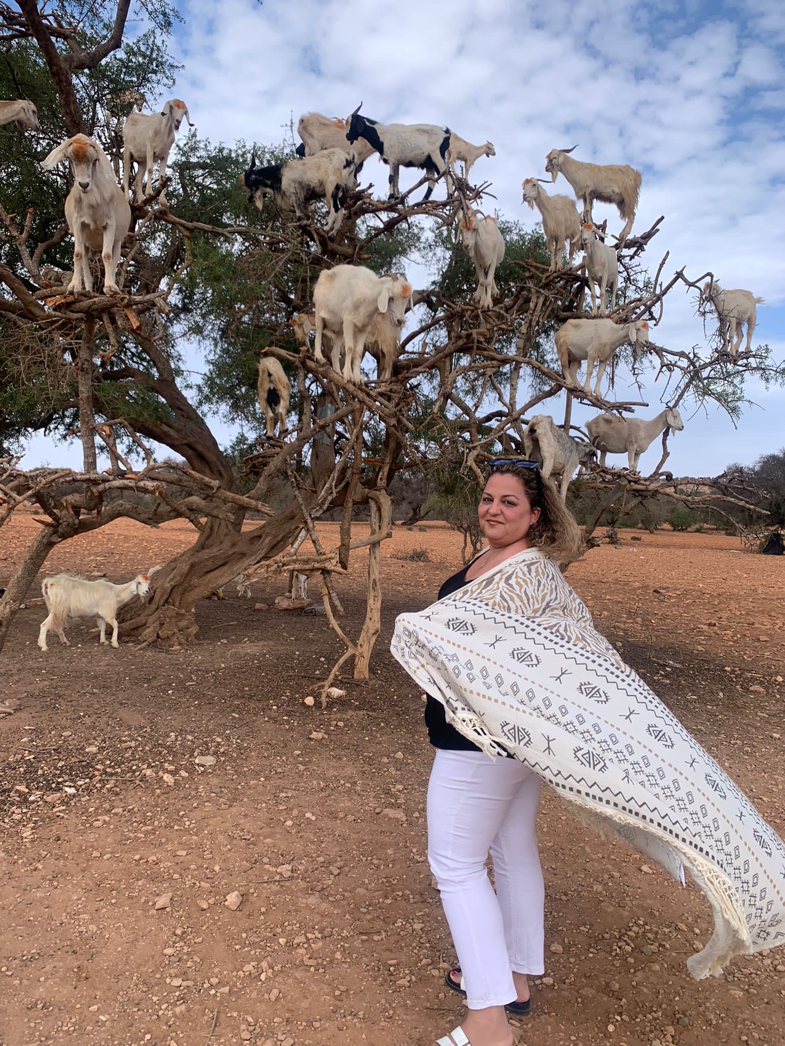 כירבולית טטרה Desert
