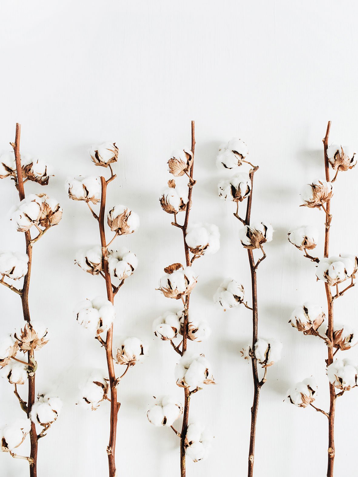 פוסטר - Cotton Branch 02