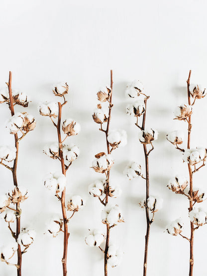 פוסטר - Cotton Branch 02