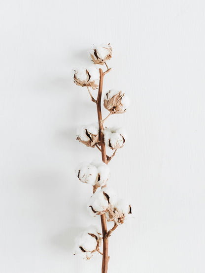 הדפס - Cotton Branch 01