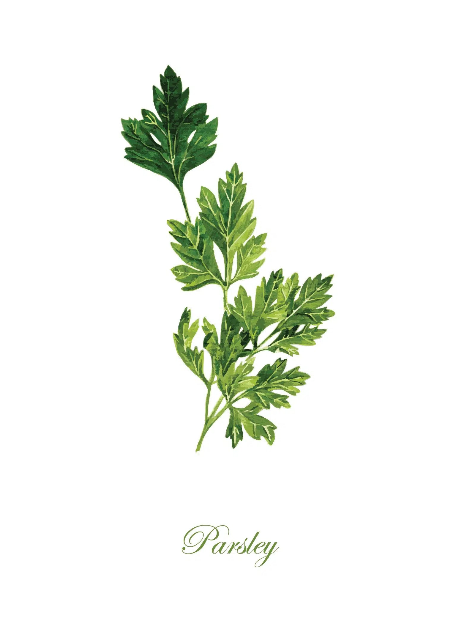 סט 5 גלויות - צמחי תבלין