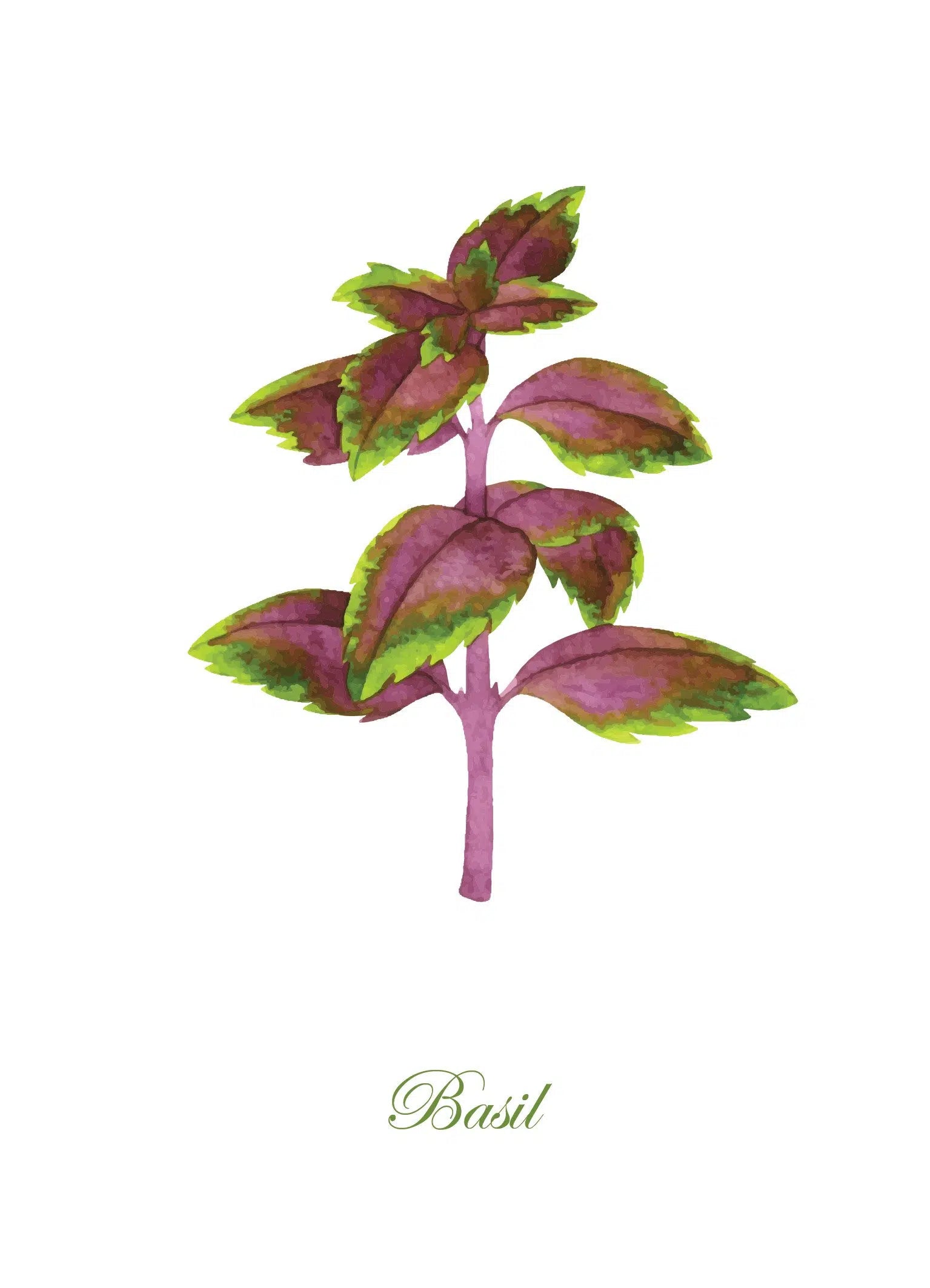 סט 5 גלויות - צמחי תבלין