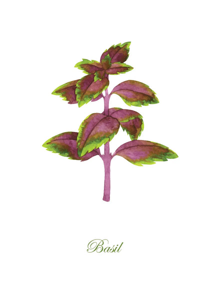 סט 5 גלויות - צמחי תבלין