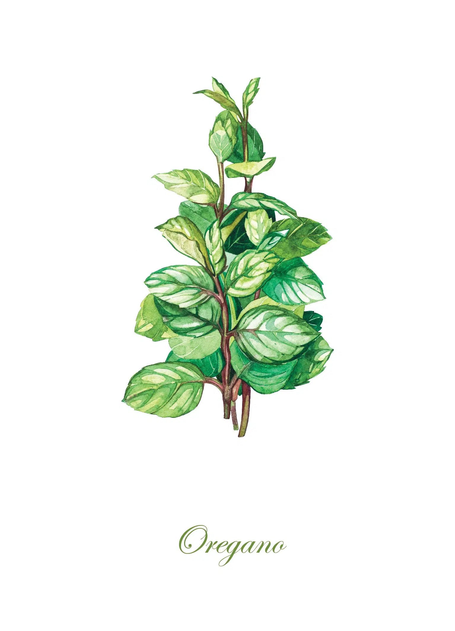 סט 5 גלויות - צמחי תבלין