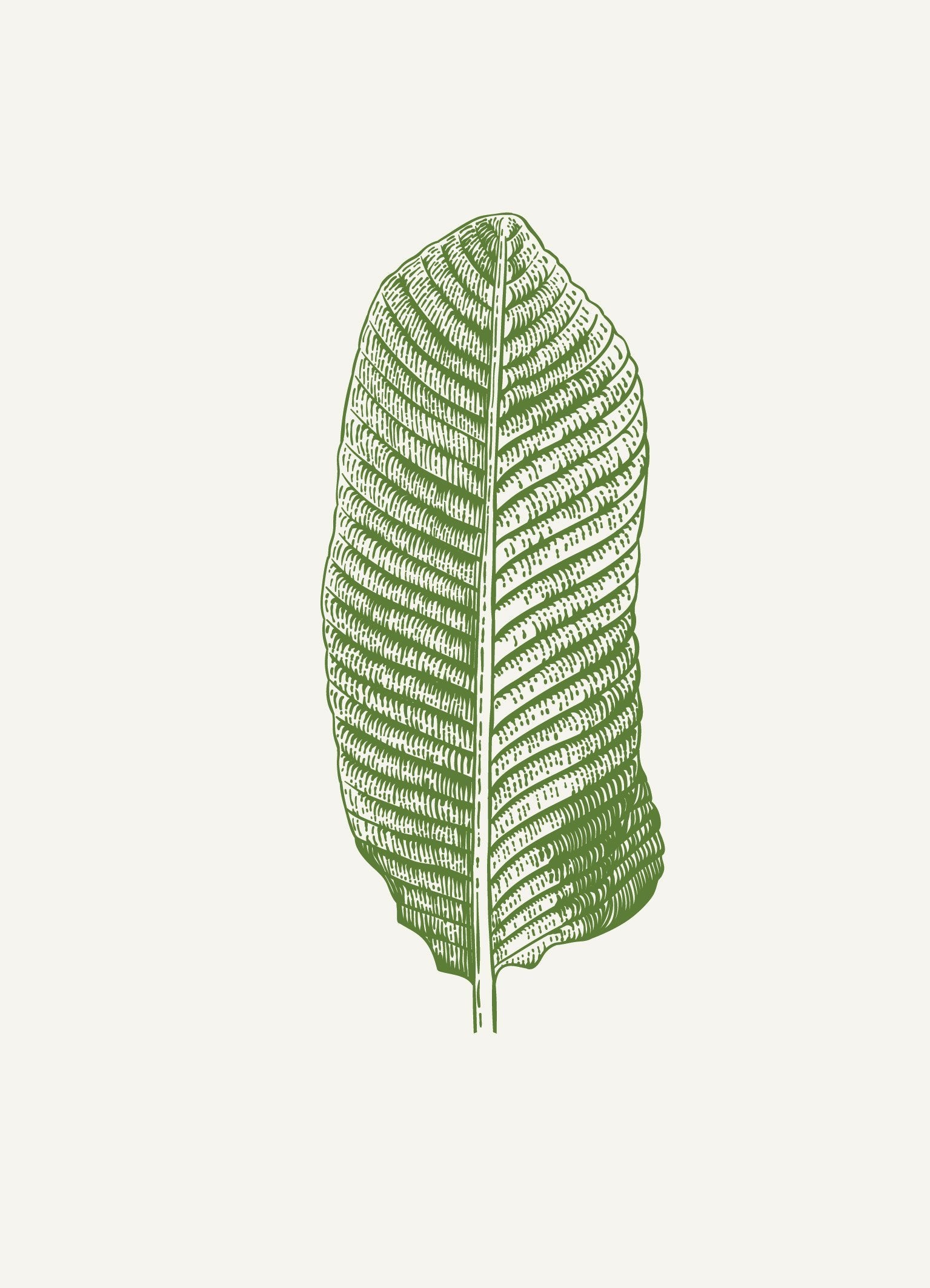 סט 5 פוסטרים - רישום עלים