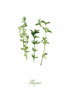 herbs-02