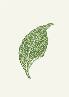 leafs-03