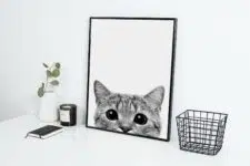cat-frame