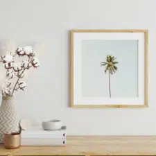 palm-tree-50.jpg2