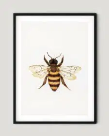 frame-bee