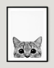frame-cat