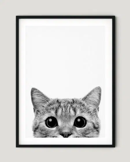 frame-cat