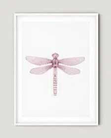 frame-dragonfly