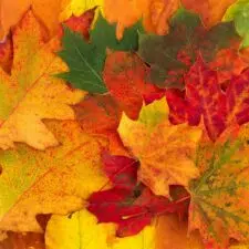 fall_leaves4545