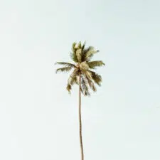 palm-tree-50