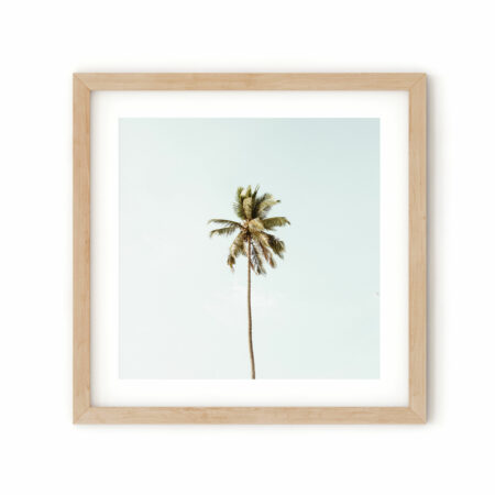 palm-tree-50.frame